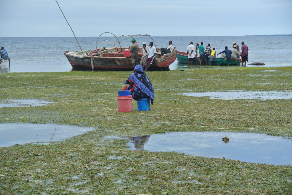 Southern Zanzibar 2013