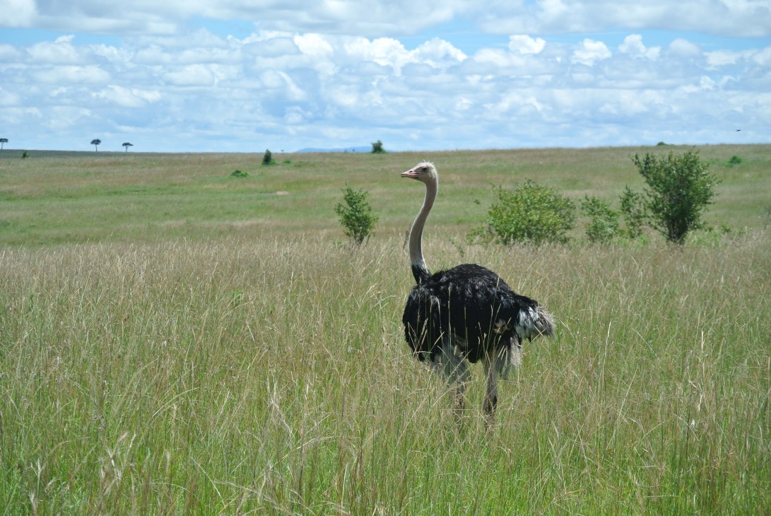 Masai Mara Game Park, Kenya 2013