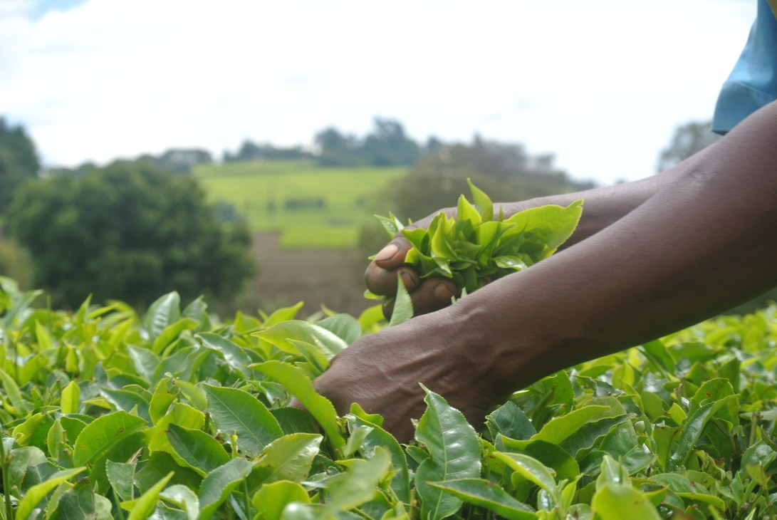 Limuru Tea Plantation, Kenya 2013